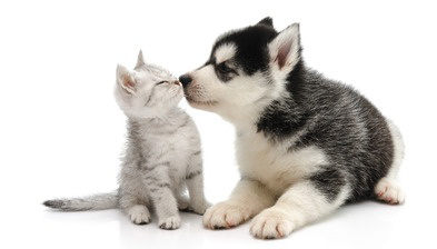 chien et chat mignons symbole de petits noms d'amour en roumain 
