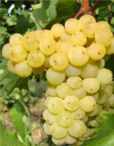White Romanian wine Yellow from Odobesti